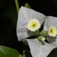 Bougainvillea spectabilis Willd.